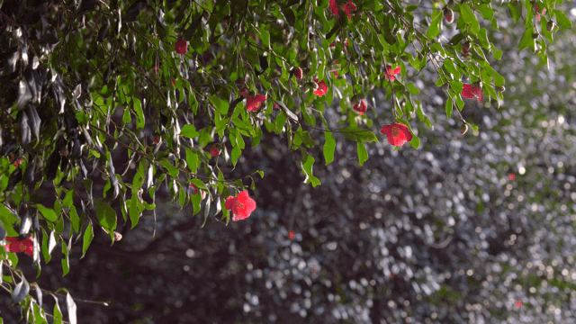 Red flowers blooming on a green branch
