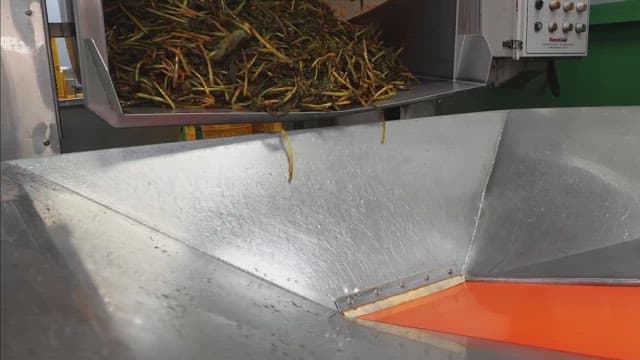 Machine in a factory that sorts kimchi