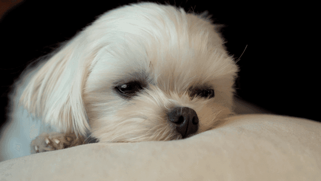 Small white dog resting on a cushion