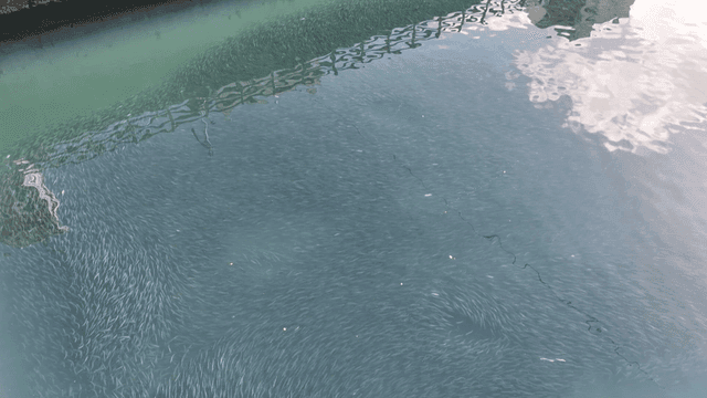 Large Shoal of fish swimming in clear water