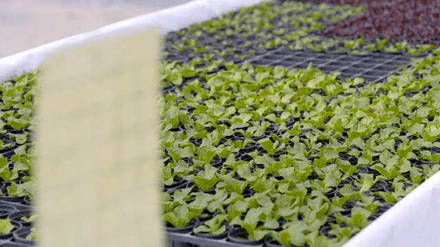 Young lettuces growing in a greenhouse and sticky traps