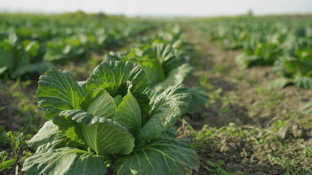 Green cabbage growing in field