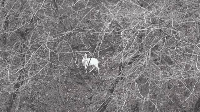 White deer standing alone in bare forest