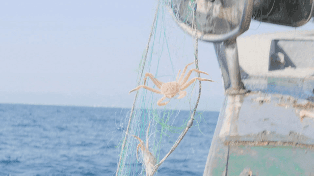 배 위에서 그물에 잡힌 게들