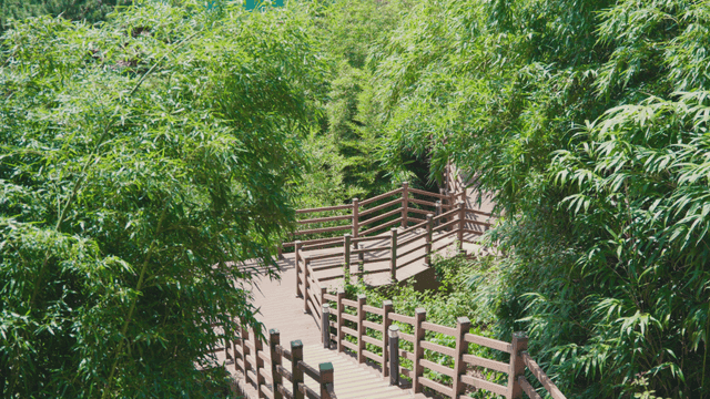 푸른 숲으로 둘러싸인 나무 계단 길