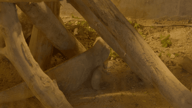 Iguana between branches