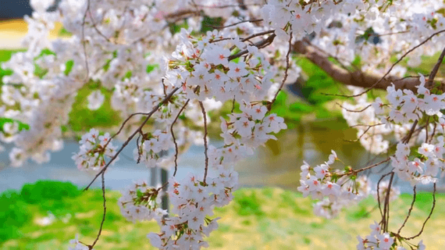 강가에 만개한 벚꽃