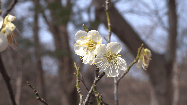 White plum blossoms on tree branch