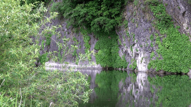 푸른 녹지가 우거진 고요한 강