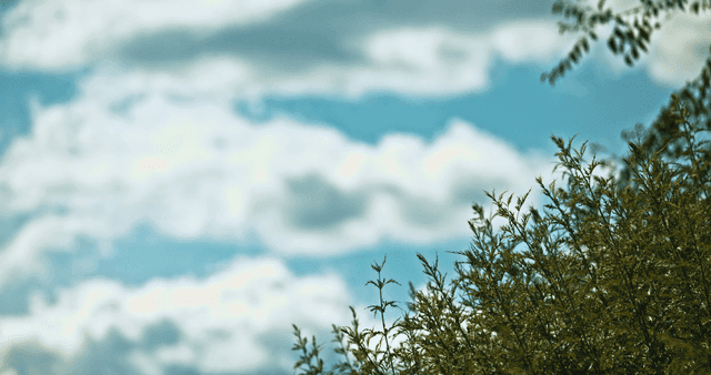 구름이 있는 맑은날의 무성한 식물