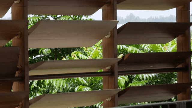 나무 블라인드 사이로 보이는 녹색 잎