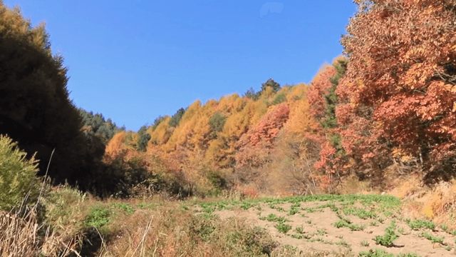 Person walking on a forest path in autumn