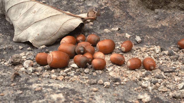 Wild acorns scattered on ground with fallen leaves