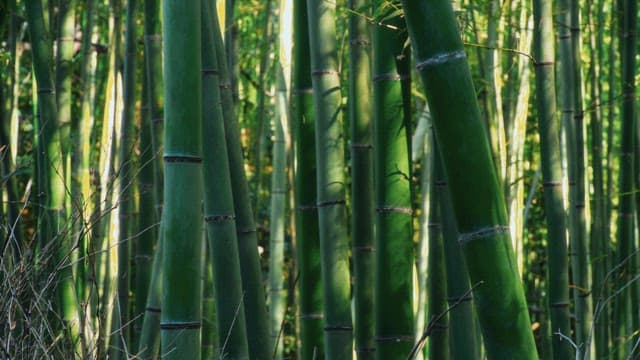 Green bamboo forest with sunlight