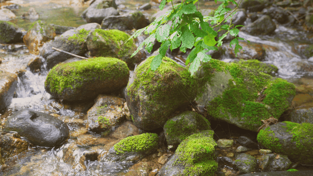흐르는 시냇가의 이끼 낀 바위