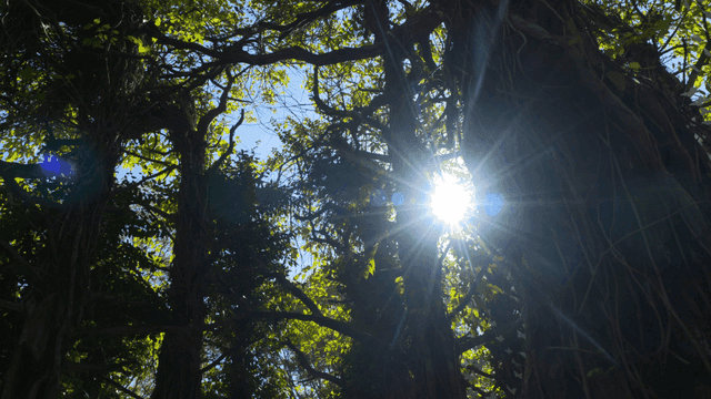 Sunlight filtering through dense forest