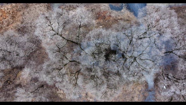 Snow-covered desolate forest full of leafless winter bare trees