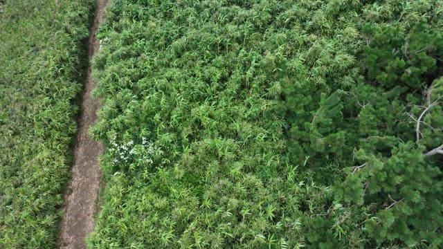 바닷가에 위치한 울창한 숲