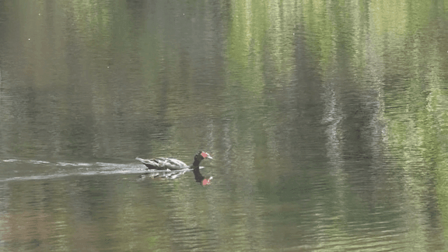 연못에서 나무 근처를 헤엄치는 오리