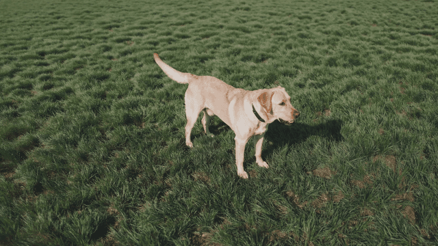 Golden Retriever standing on grass