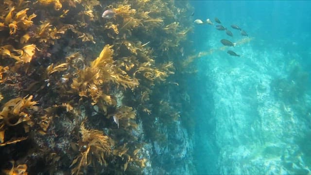 Underwater scene with fish and seaweed