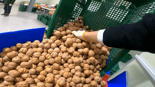 Sorting walnuts in an indoor facility