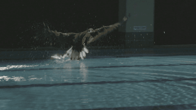 White-tailed eagle training to hunt in indoor pool