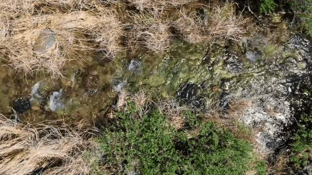 Clear stream flowing through lush greenery