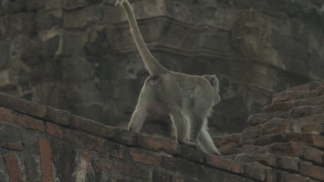 Monkeys Walking on Ancient Temple Ruins