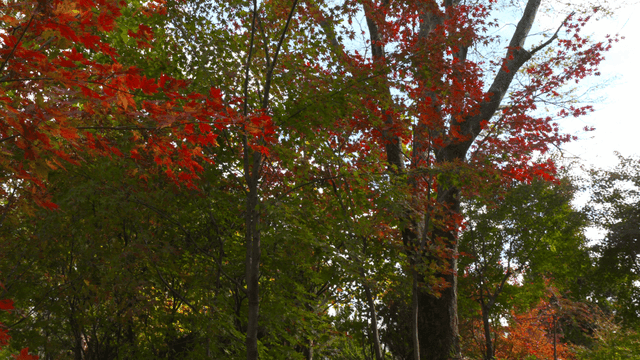 Autumn forest with colorful leaves