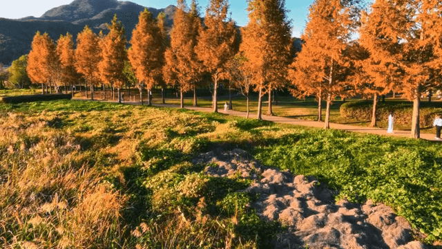 Serene park walkway lined with autumn trees