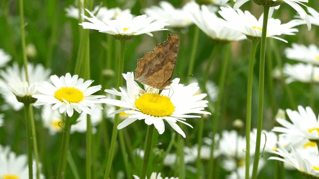 데이지 위에 앉은 나비