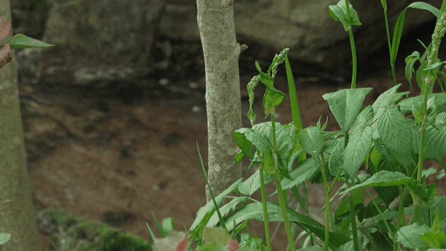 Green plants by a small stream