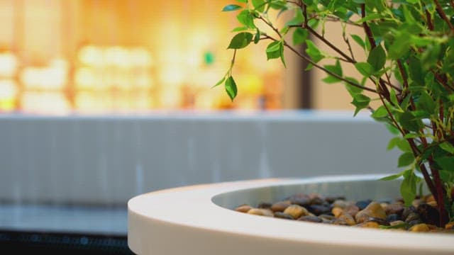 실내에 있는 나무와 나뭇잎