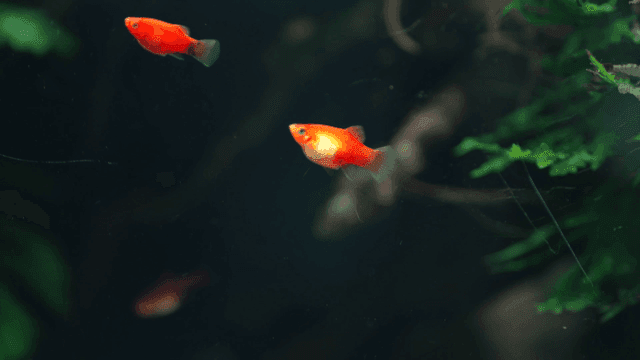 Colorful fish swimming in an aquarium