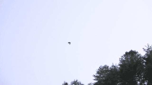 Bird flying over a dense forest