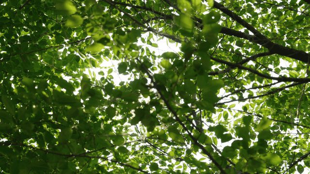 Sunlight filtering through green leaves