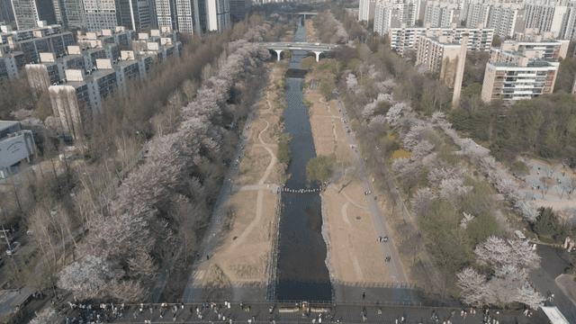 Cherry blossoms along a city river