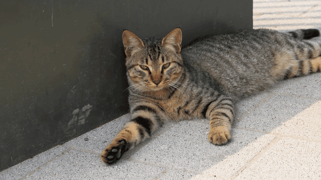보도에 누워 있는 편안한 얼룩 고양이