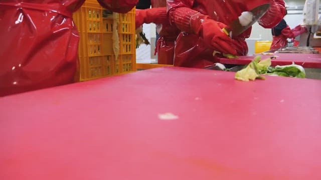 Workers cutting cabbage with a knife in a food factory