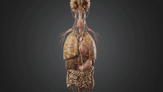 Detailed view of internal organs changing color and becoming diseased