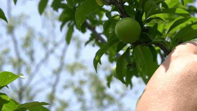 나무에 달린 녹색 과일을 살펴보는 손
