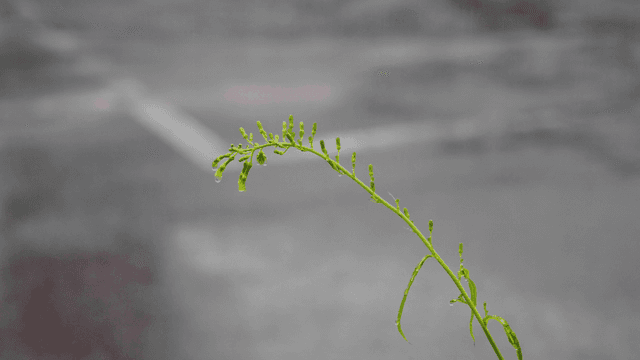 길거리 빗방울이 맺힌 식물 줄기