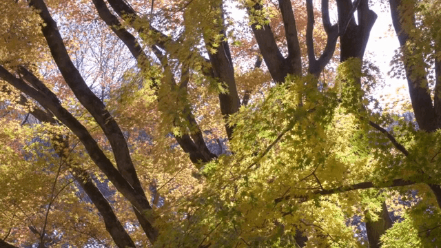 Colorful autumn leaves on tree branches