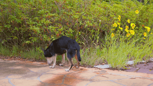 덤불 근처에서 땅을 냄새 맡는 개