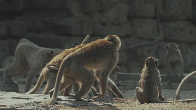 Monkeys Moving in Groups on the Ground