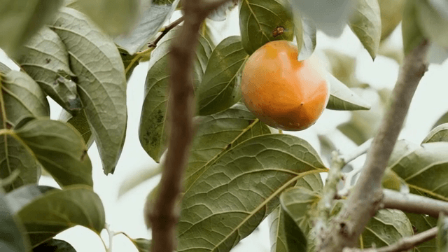 나뭇가지에 매달린 잘 익은 감