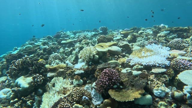 Vibrant coral reef teeming with fish