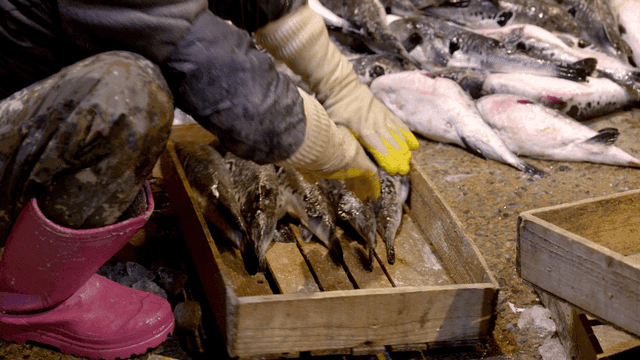 Merchant arranging fish in wooden box