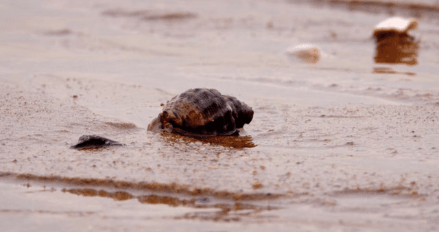 진흙 해안 위를 걷는 소라게